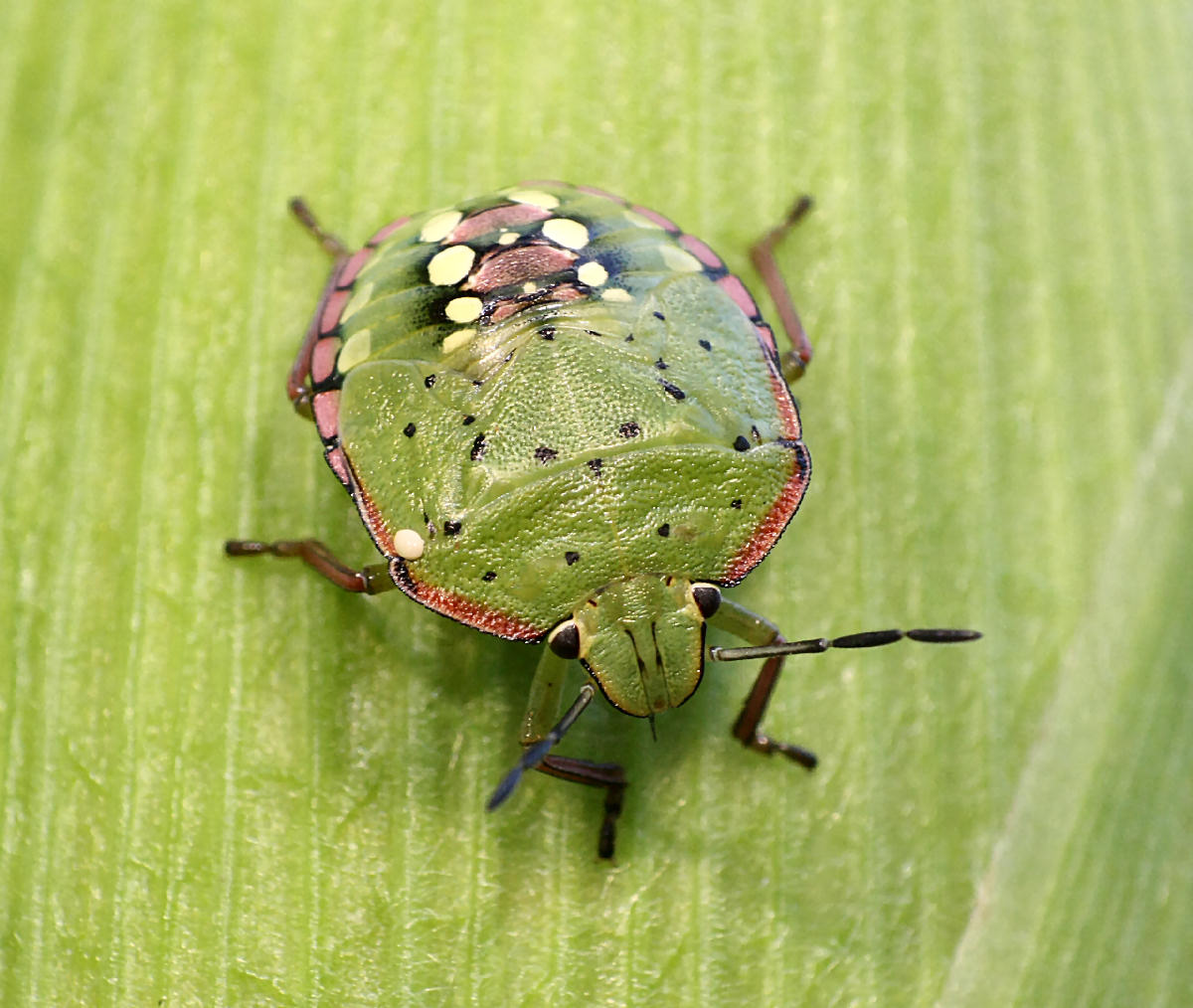 Nezara viridula - neanide